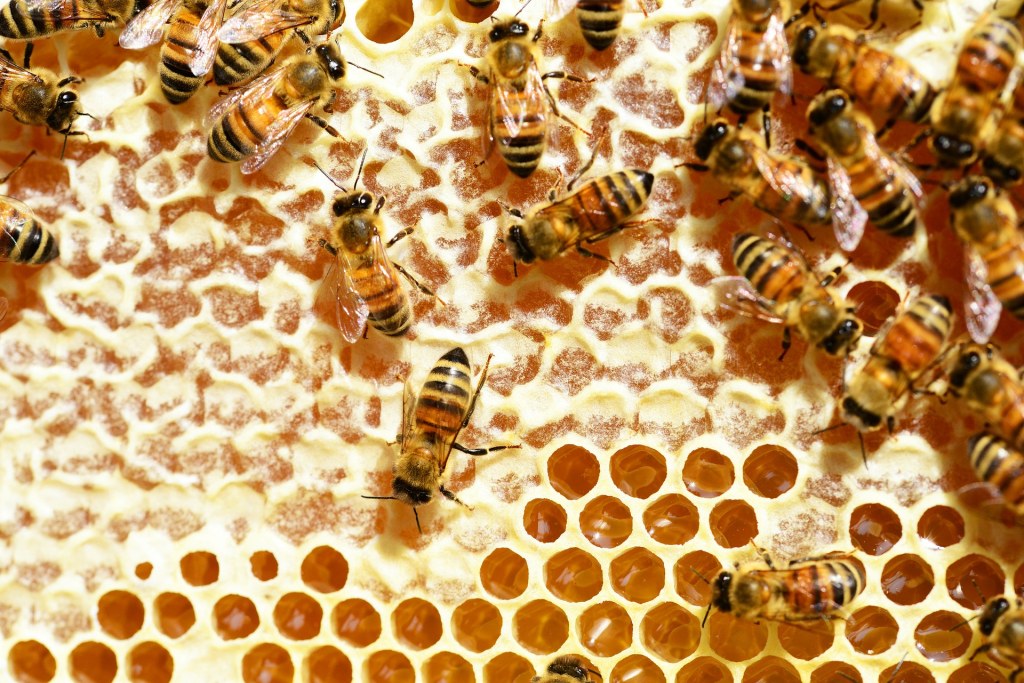 Picture of: Identifying the White Stuff in Honeycomb – BeeKeepClub