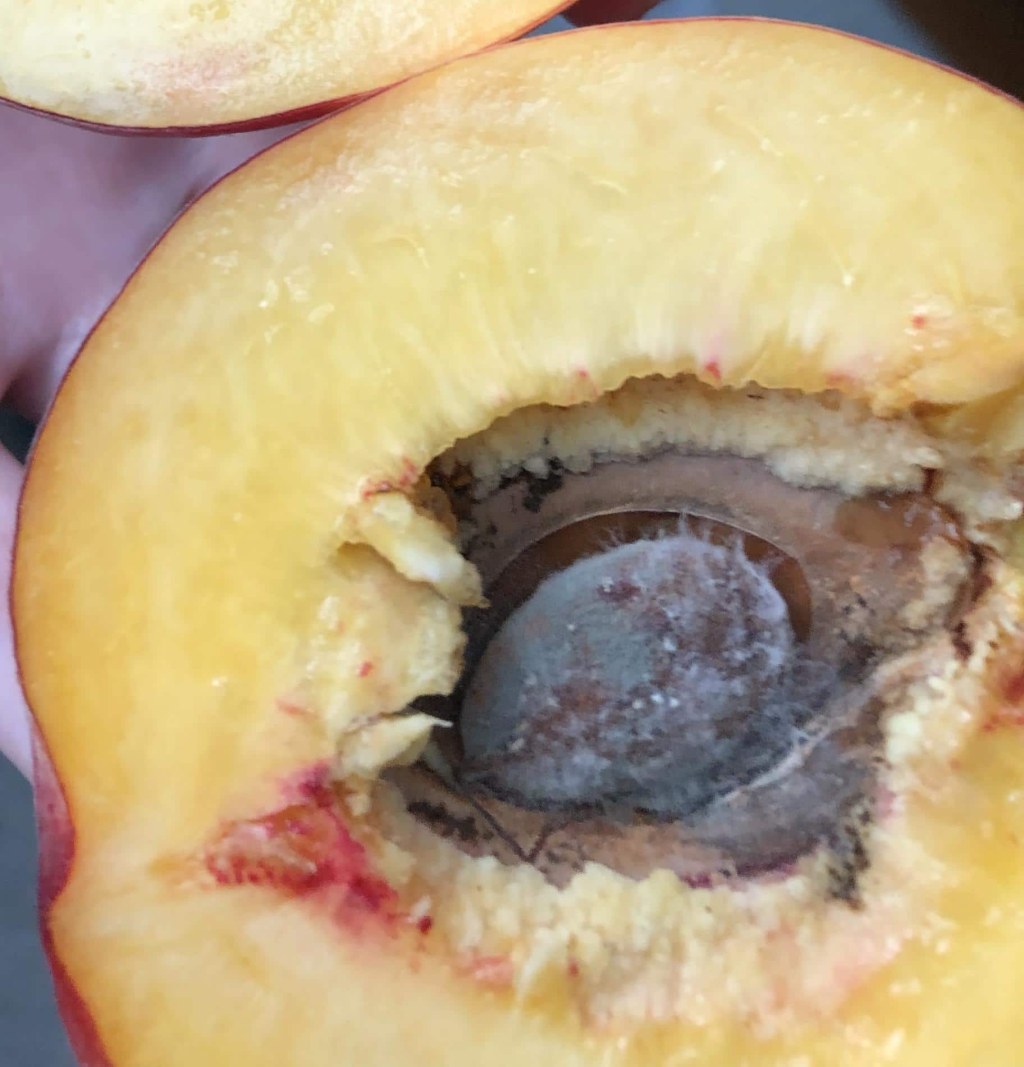 Picture of: Moldy peach pit – Eat Or Toss