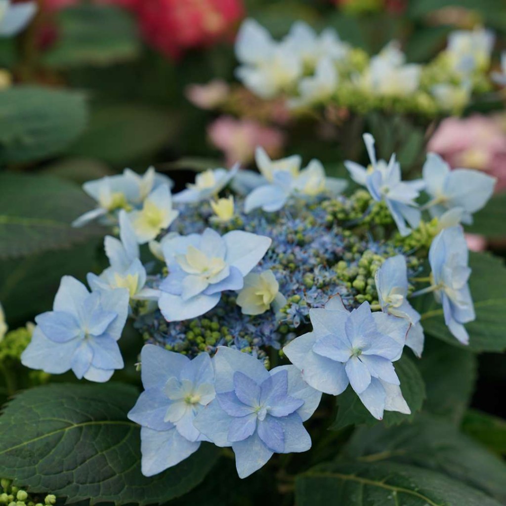 Picture of: Tuff Stuff Ah-Ha Hydrangea  Spring Meadow – wholesale liners