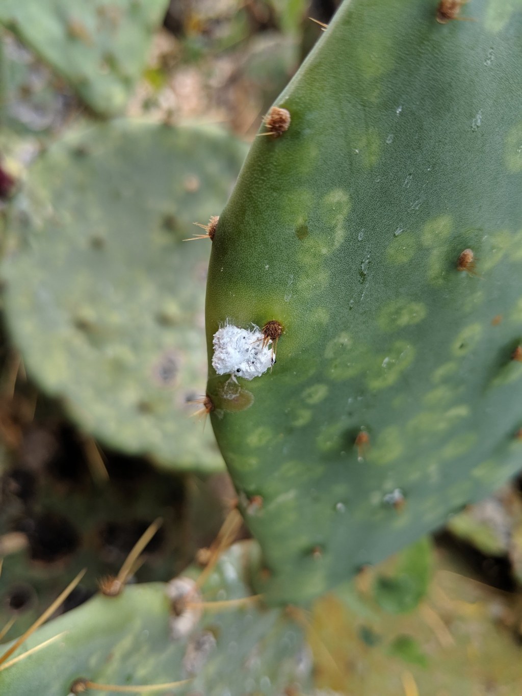 Picture of: What is that White Cottony Stuff on my Prickly Pear Cactus