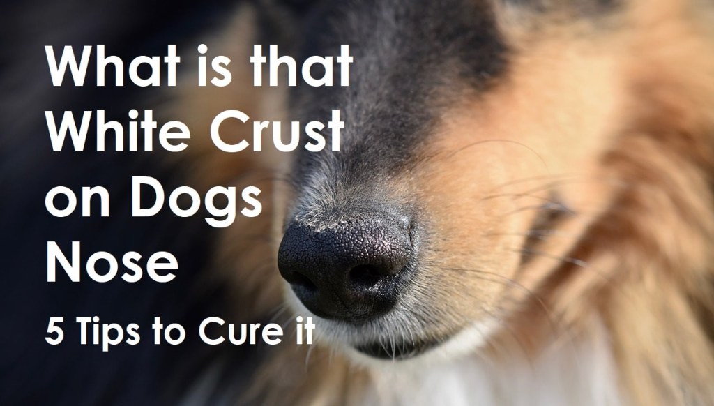 Picture of: What is That White Crust on Dogs Nose? Here are  Tips on how to