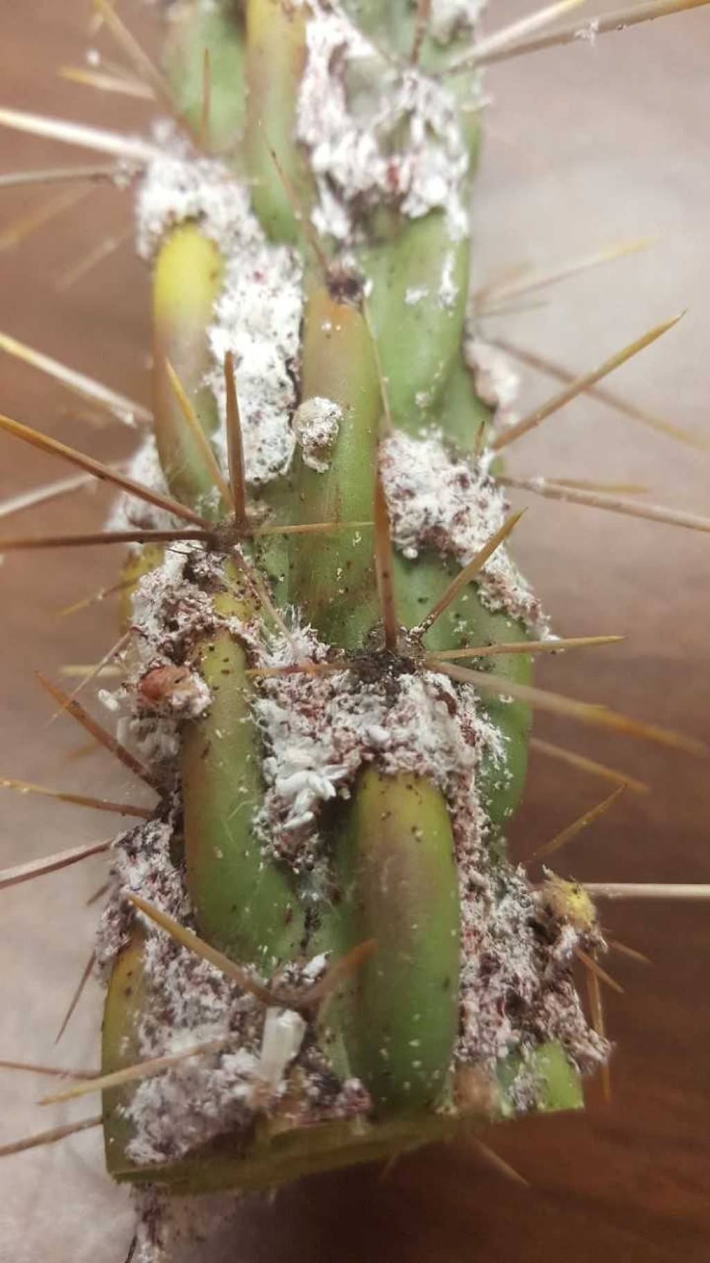 Picture of: What is that white stuff on my cactus?